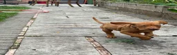Hungarian Vizsla dogs for sale: Ready Now KC Hungarian Vizsla Puppies - Advert 22