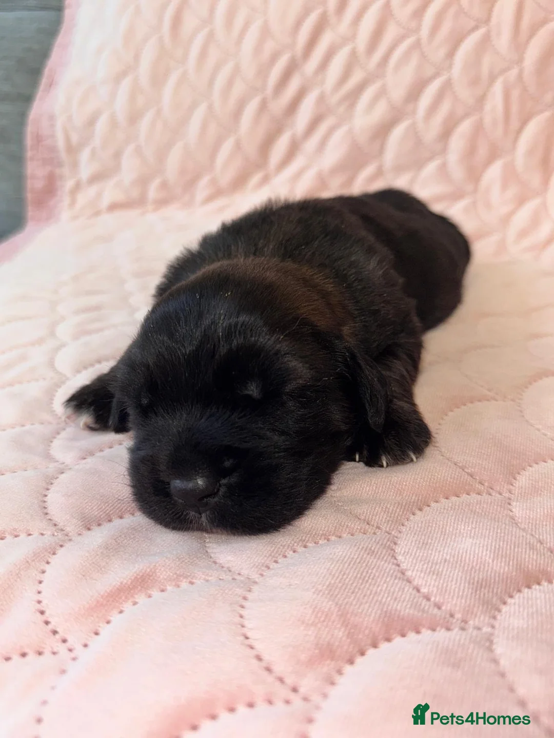 Mixed Breed dogs for sale: Saint bernewfies  - Advert 2