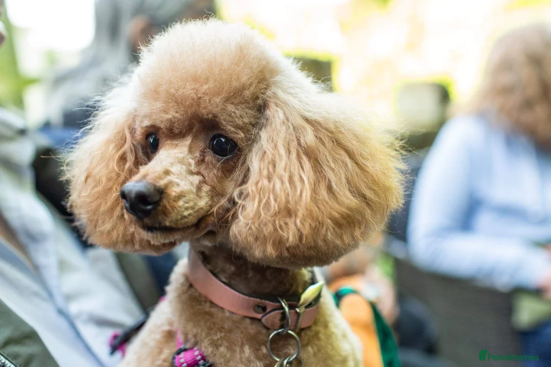 Toy Poodle dogs for stud: Fox Red KC Toy Poodle for stud. - Advert 7
