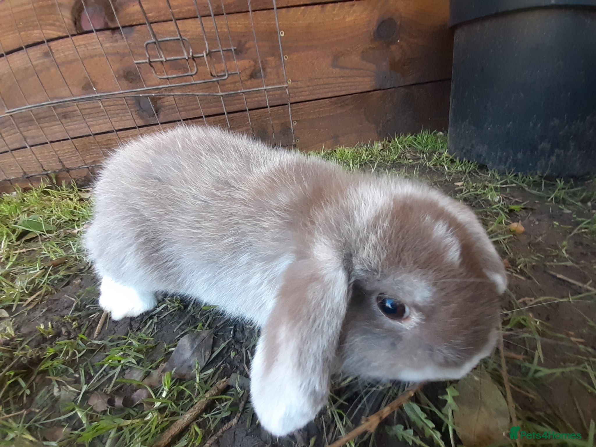 Mini Lop rabbits Gorgeous mini lops - Advert 4