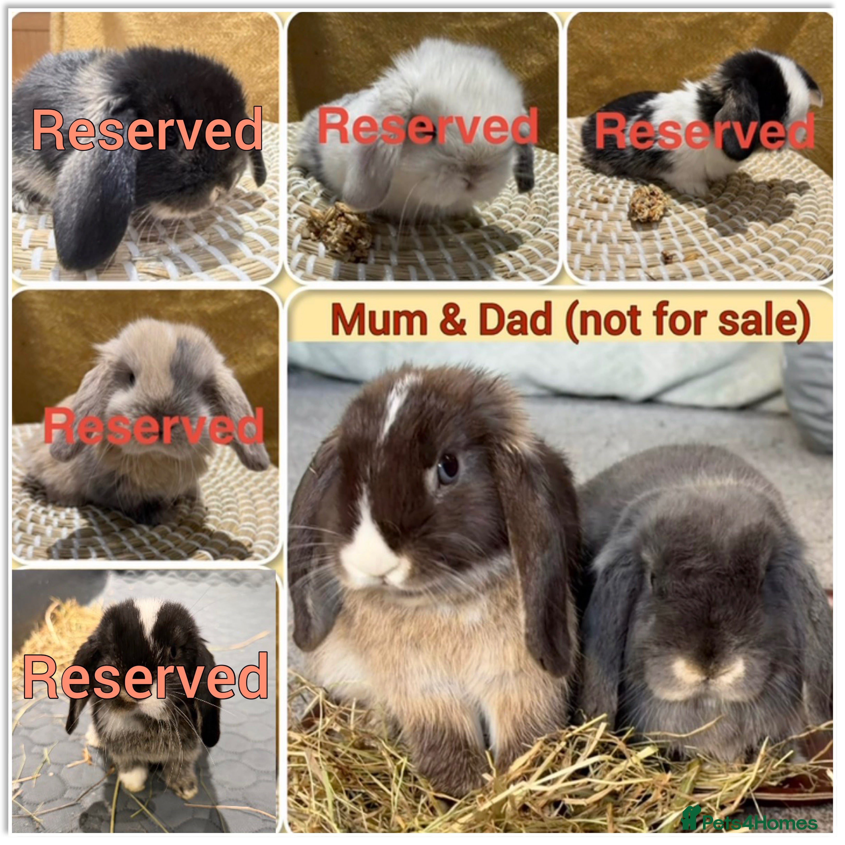Mini Lop rabbits Update: Mini Lops - ALL 5 RESERVED - Advert 15