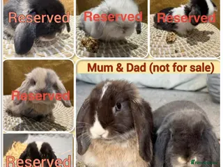 Mini Lop rabbits Update: Mini Lops - ALL 5 RESERVED - Advert 15