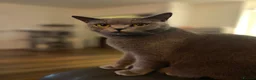 British Shorthair cats for sale: BRITISH SHORTHAIR KITTENS  - Advert 1