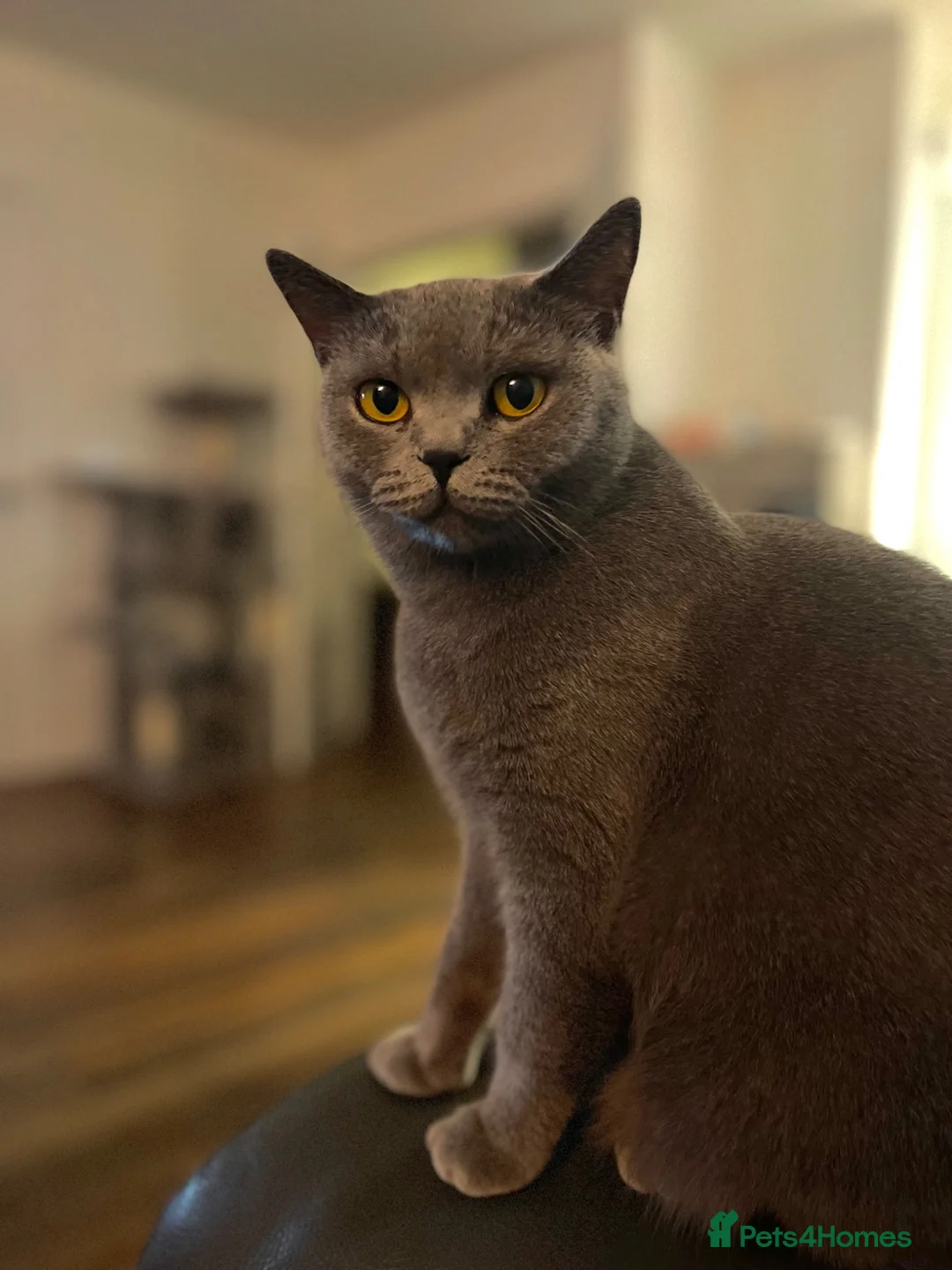 British Shorthair cats for sale: BRITISH SHORTHAIR KITTENS  - Advert 1