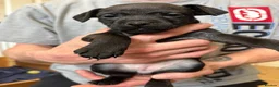 Patterdale Terrier dogs for sale: Patterdale Puppies in Colne - Advert 15
