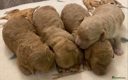 Cavapoo dogs for sale: Gorgeous Teddybear Cavapoo Puppies health checked  - Advert 12