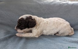 Miniature Poodle dogs for sale: Stunning Miniature poodles parti/merle - Image 14
