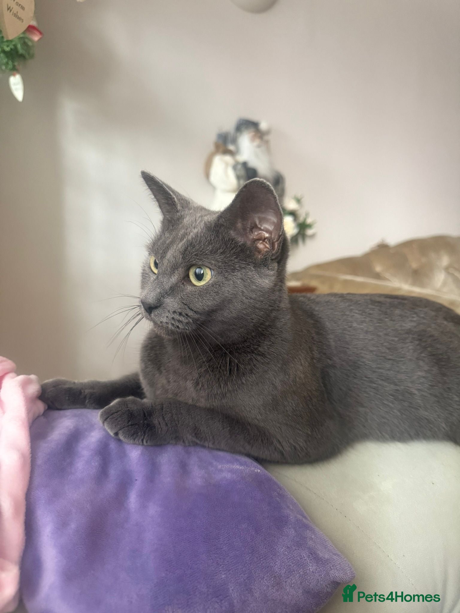 Russian Blue cats Russian blue kitten  - Advert 5