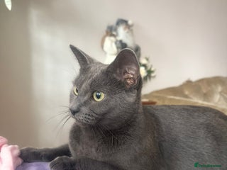 Russian Blue cats Russian blue kitten - Advert 5