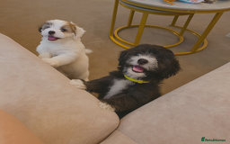 Mixed Breed dogs for sale: Shichon puppies for sale - Image 3