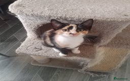 British Shorthair cats for sale: 2 beautiful kittens looking for forever home  - Image 4