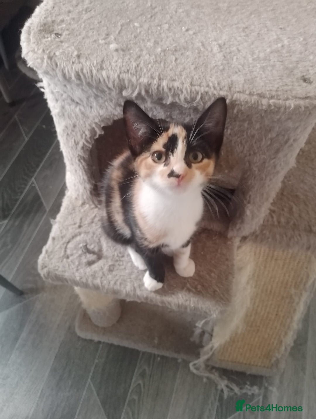 British Shorthair cats for sale: 2 beautiful kittens looking for forever home  - Image 4