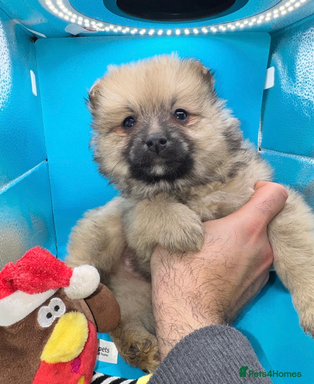 Pomeranian dogs for sale: 6 Adorable Mini/Tiny/ Fluffy Pomeranian Puppies  - Advert 25