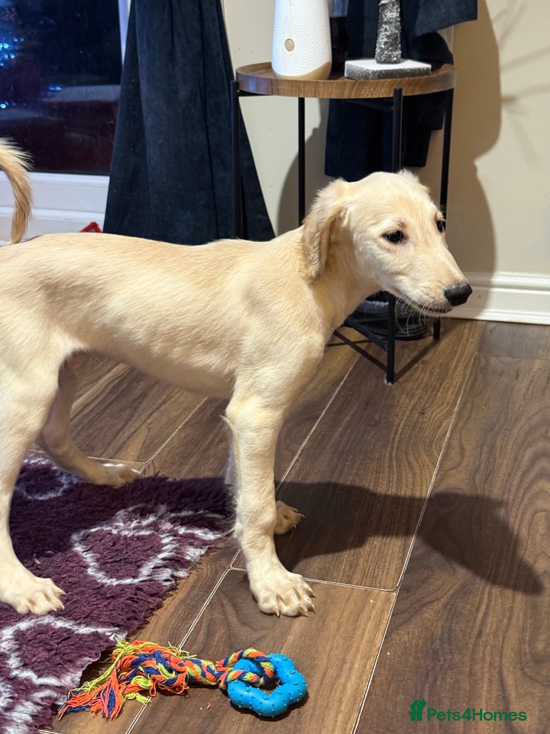Saluki dogs for sale: Saluki 2 big boys left reduced £ - Advert 27