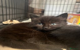 Mixed Breed cats for sale: 3 female kittens (ready to go)  - Advert 5