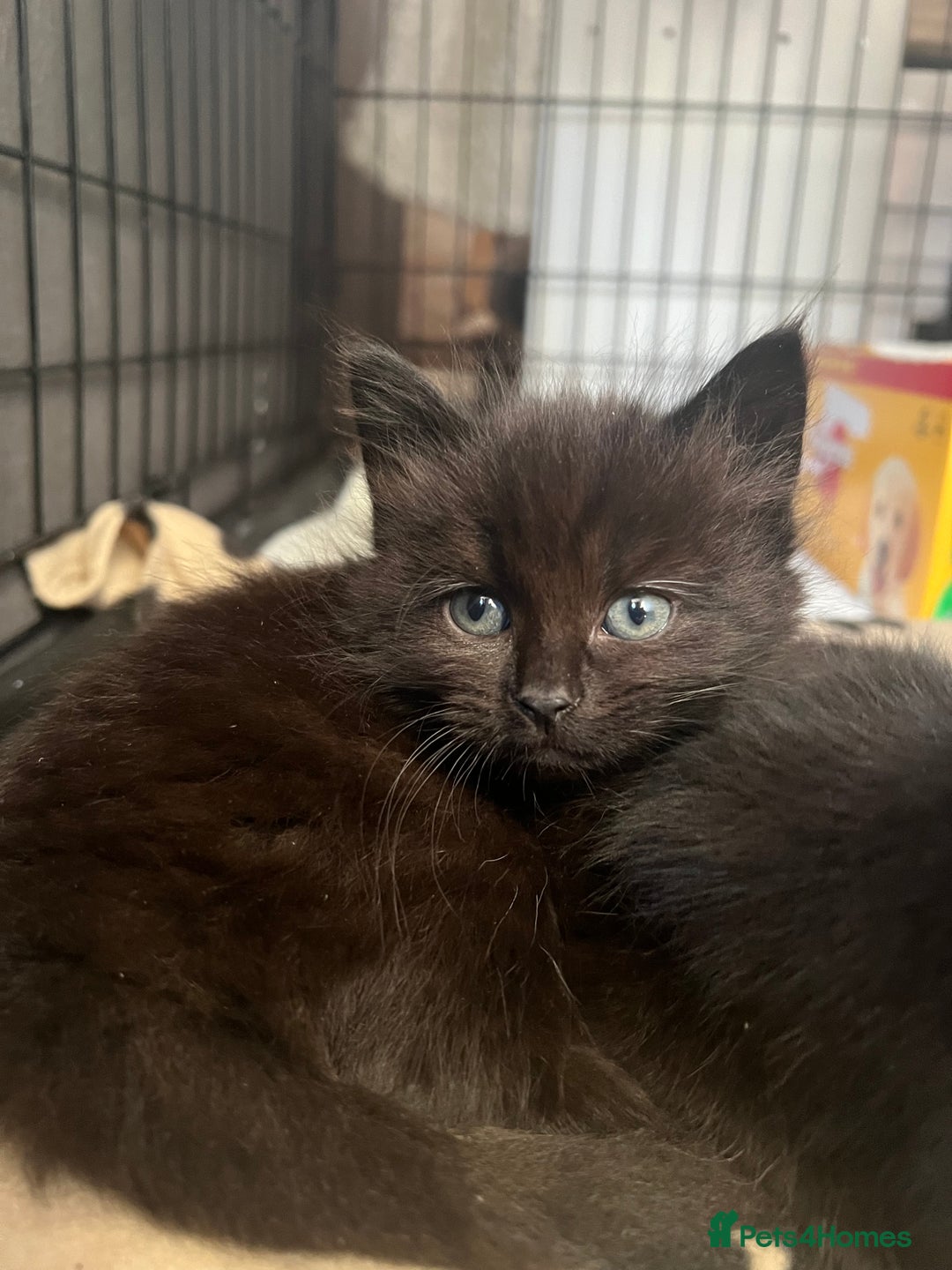 Mixed Breed cats for sale: 3 female kittens (ready to go)  - Advert 5