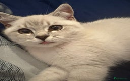 British Shorthair cats for sale: Our beautiful girl  - Advert 4