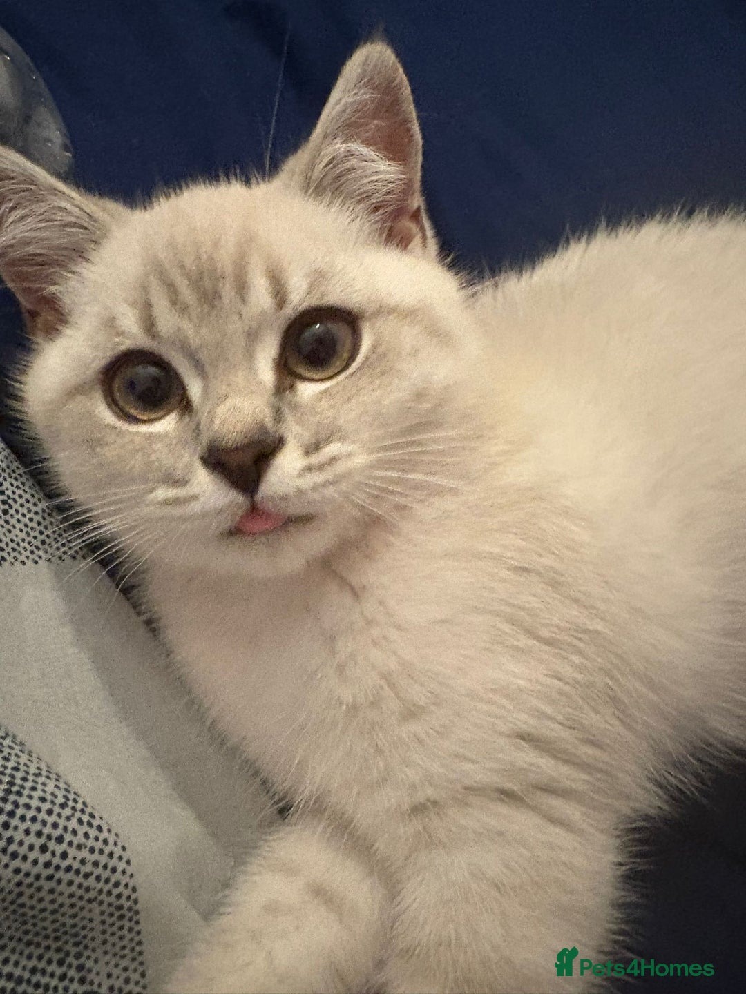 British Shorthair cats for sale: Our beautiful girl  - Advert 4