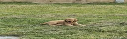 Cocker Spaniel dogs for sale: Golden Show type Cocker Spaniel puppies - Advert 7