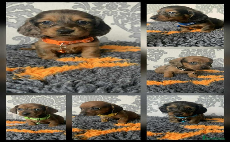 Miniature Dachshund dogs - Advert 3