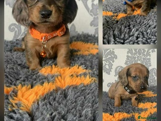Miniature Dachshund dogs - Advert 33