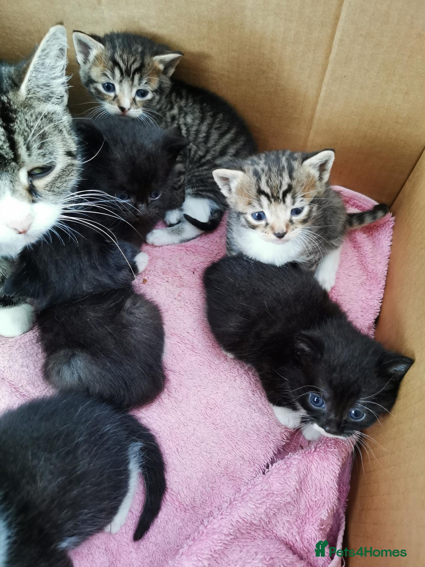 Mixed Breed cats Lovely Kittens  - Advert 3