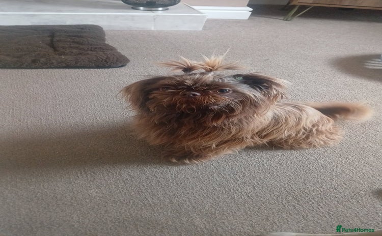 Shih Tzu dogs - Advert 1