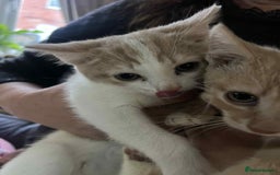 Mixed Breed cats for sale: Two male kittens  - Image 1