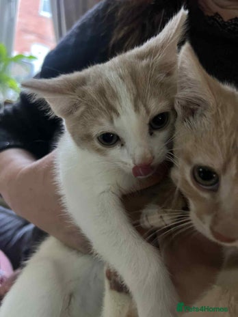 Mixed Breed cats - Advert 7