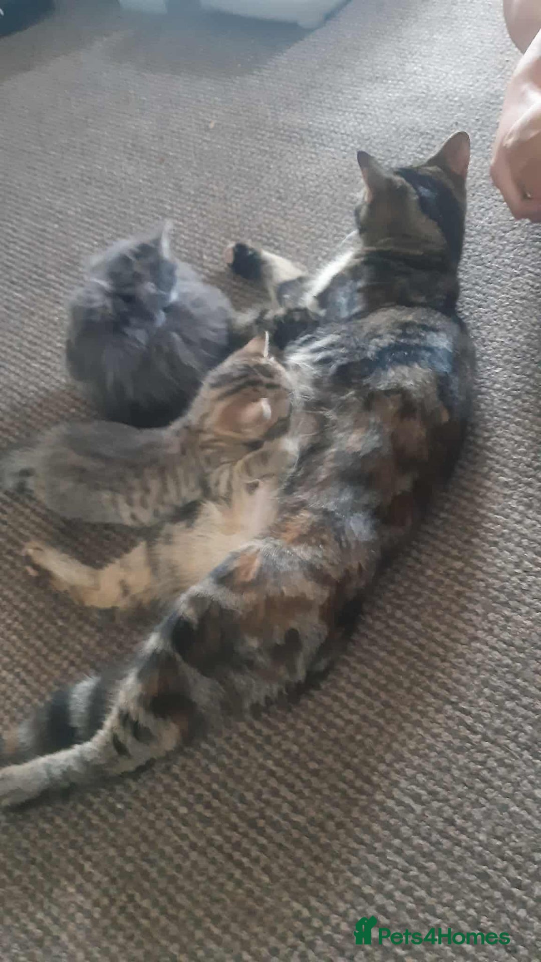 Mixed Breed cats for sale: Male tabby  - Image 5