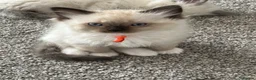Ragdoll cats for sale: Rag doll boys fully health tested Gccf registered  in Lincoln - Advert 4