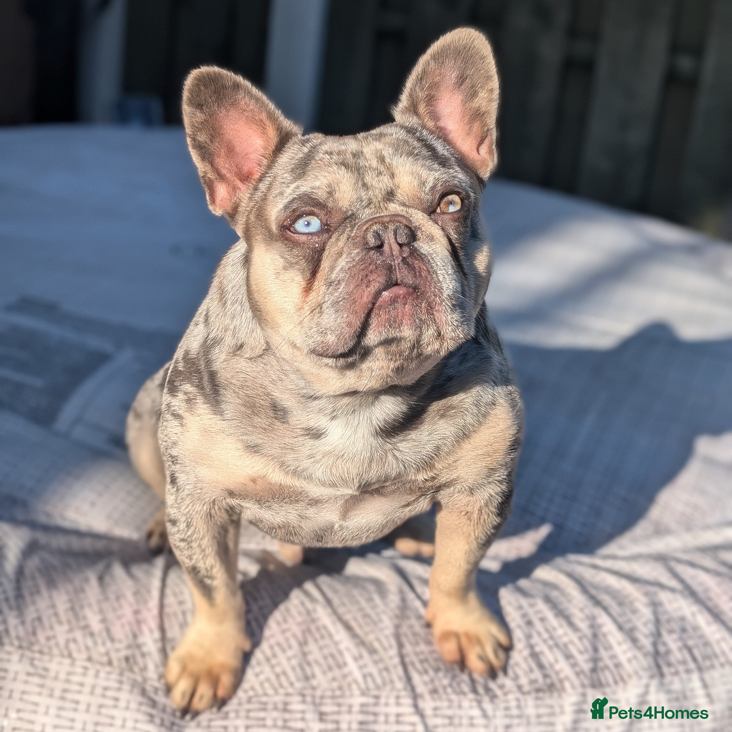 French Bulldog dogs Lilac tan merle in Sheffield - Advert 6