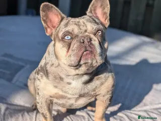 French Bulldog dogs Lilac tan merle in Sheffield - Advert 5