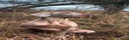 Weimaraner dogs for sale: 🐾Ready Now KC REG SILVER WEIMARANER PUPPIES 🐾 - Advert 10