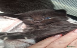 Ragdoll cats for sale: Ragdoll x Norwegian Forest x DHC - Image 13
