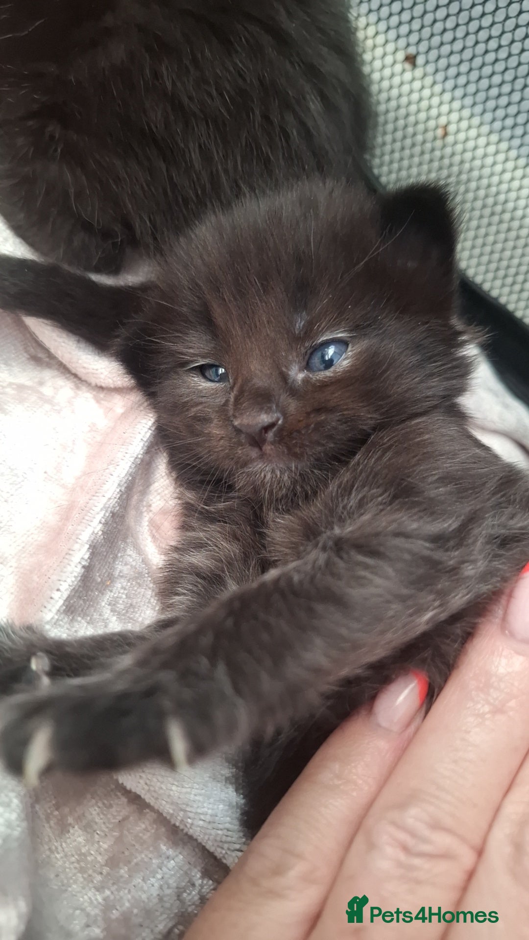 Ragdoll cats for sale: Ragdoll x Norwegian Forest x DHC - Image 13