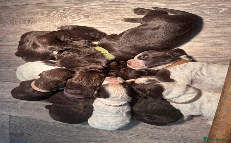 Cocker Spaniel dogs - Advert 6