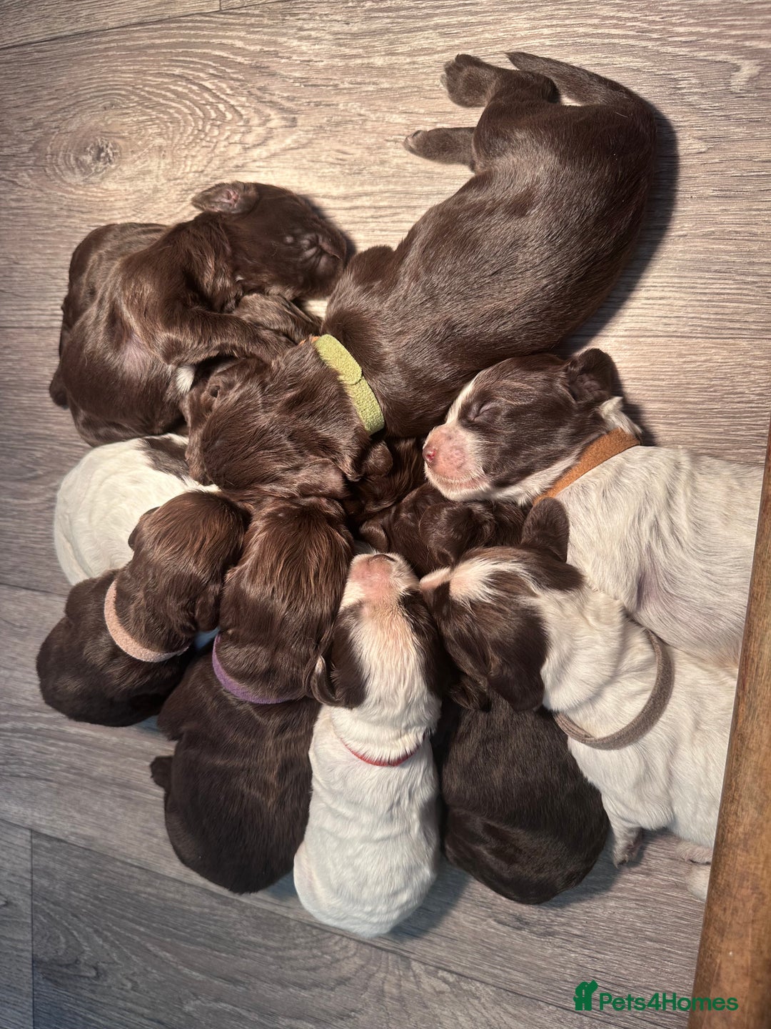 Cocker Spaniel dogs for sale: Cocker spaniel puppies - Image 1