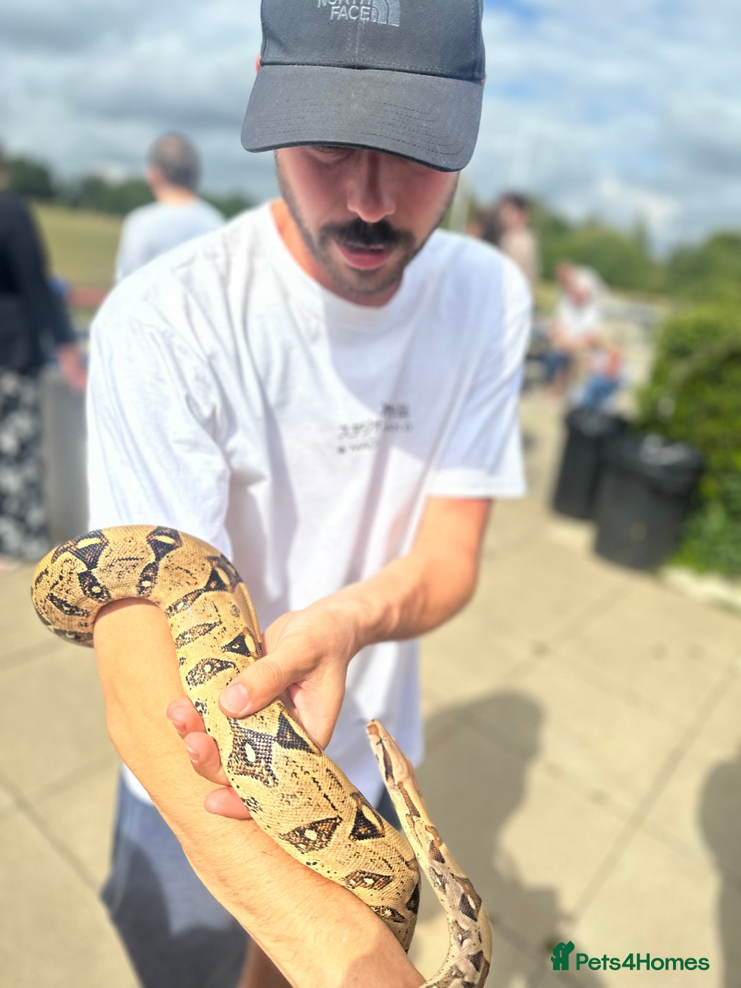 Boa Snake reptiles for sale: Boa Constrictor Male - Advert 6