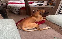 Great Dane dogs for sale: Beautiful Great Dane Boy For Sale  - Image 3