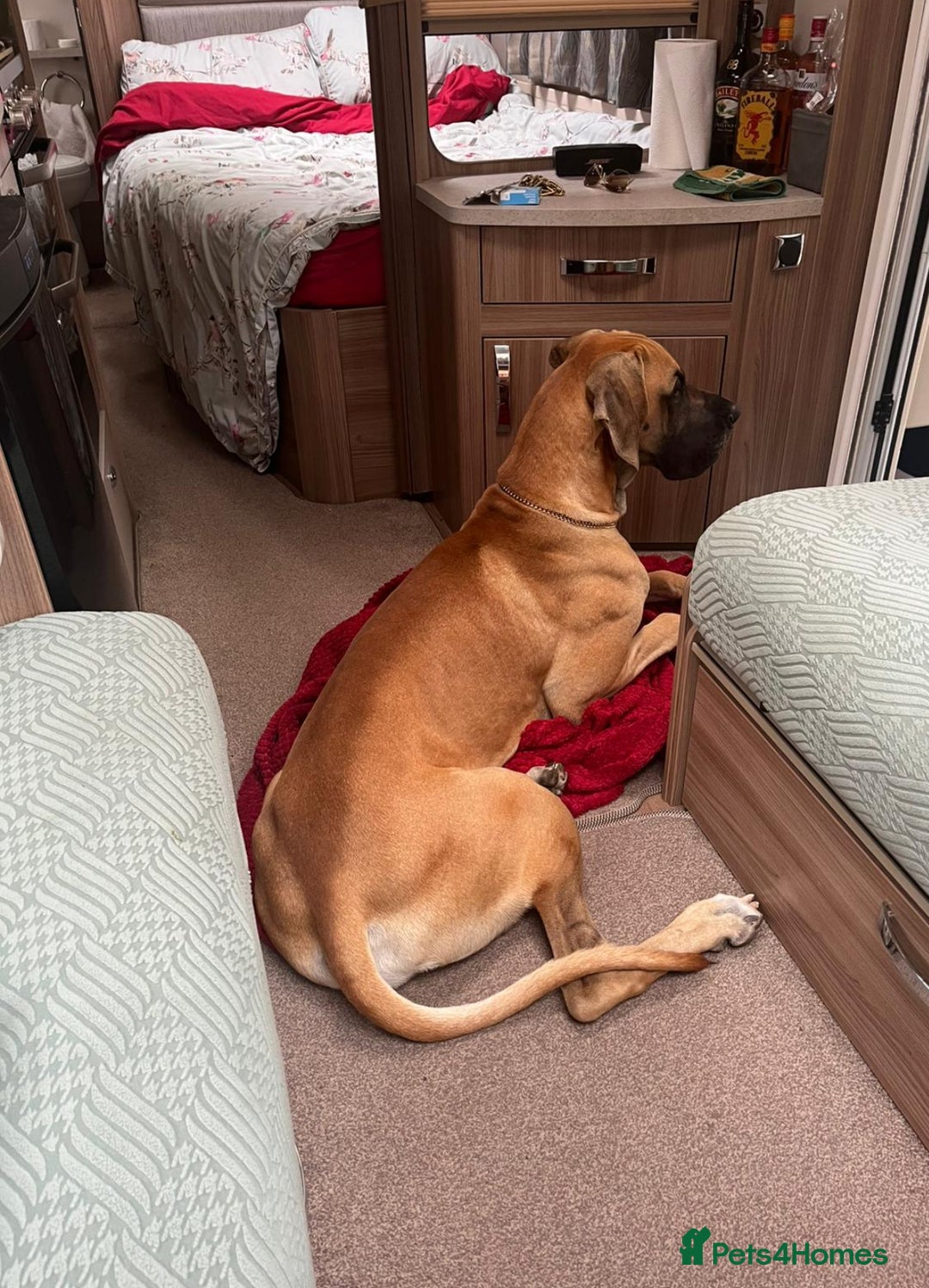 Great Dane dogs for sale: Beautiful Great Dane Boy For Sale  - Image 3