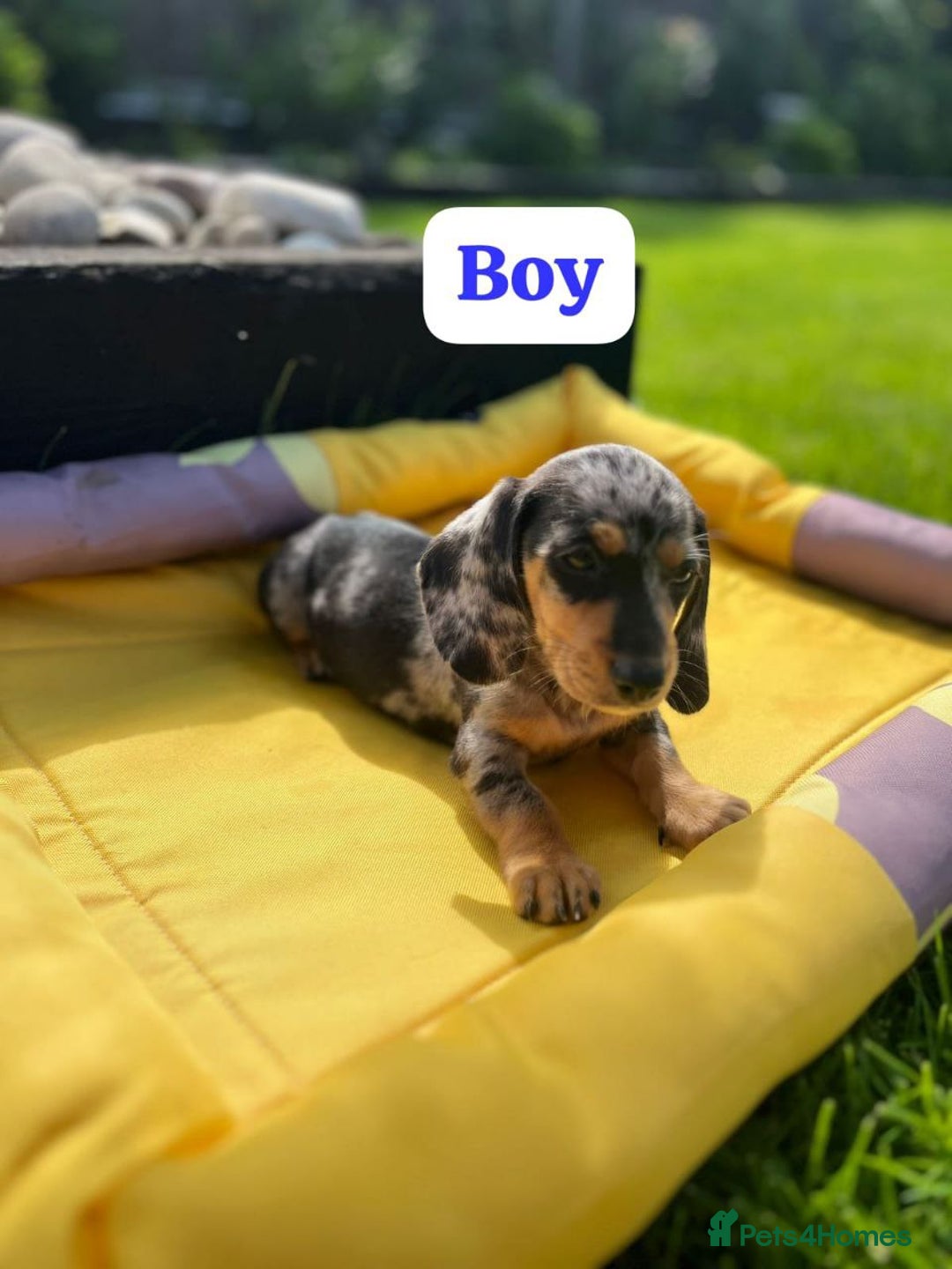 Miniature Dachshund dogs for sale: ADORABLE MINIATURE DACHSHUND PUPPIES - Image 3