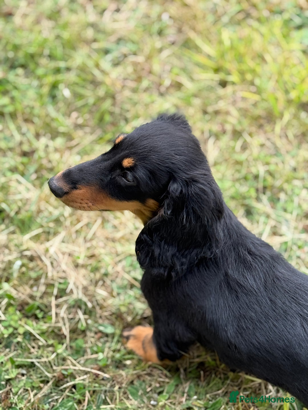 Dachshund dogs for sale: Long Coated Standard Dachshund - Crufts Potential - Image 6