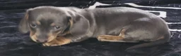 Miniature Dachshund dogs for sale:  KC Reregistered miniature dachshund puppies. - Advert 9