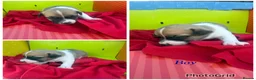 Jack Russell dogs for sale: Stunning jack Russell puppies  in Doncaster - Advert 3