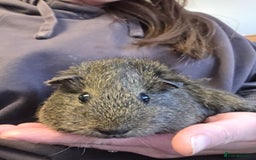 Guinea Pig rodents for sale: READY NOW. 2 young Sister Guinea Pigs - Image 4