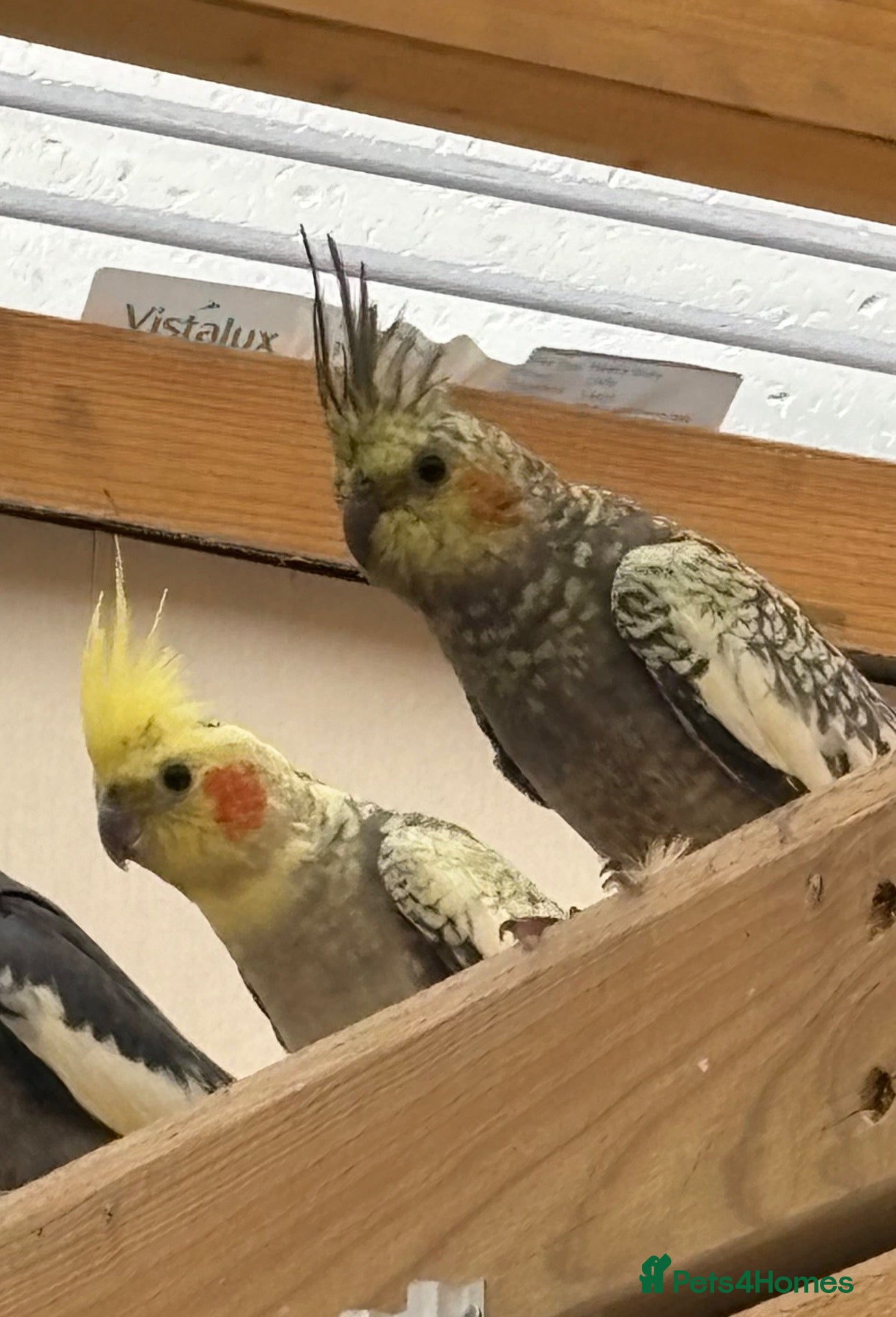 Cockatiels birds Baby cockatiels for sale - Advert 1