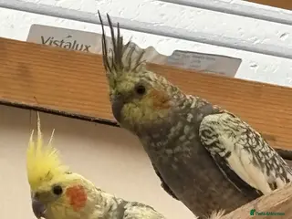Cockatiels birds Baby cockatiels for sale - Advert 1