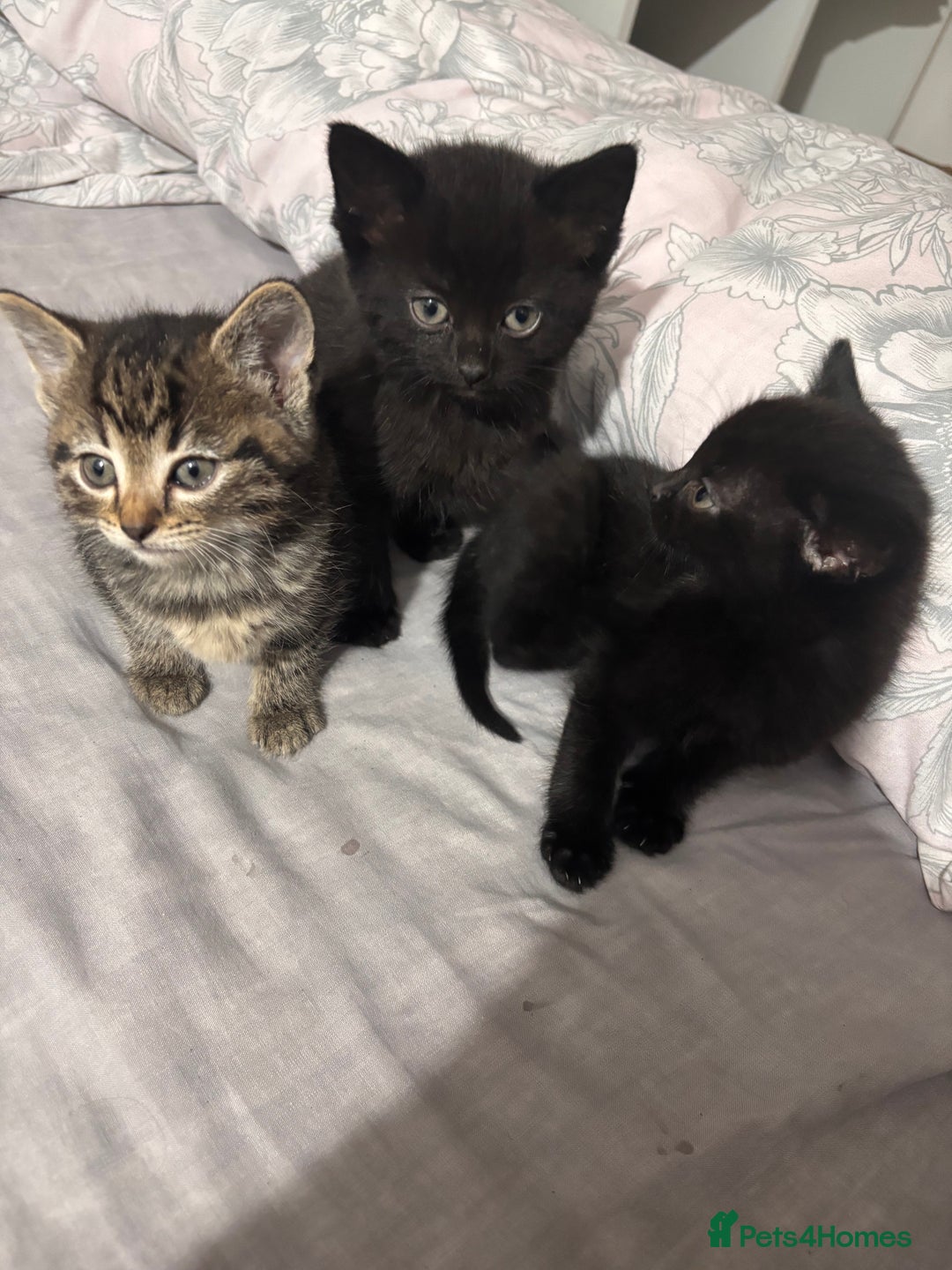 British Shorthair cats for sale: 3 black and 1 tabby looking for a home - Image 3