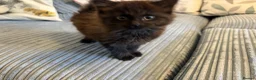 Ragdoll cats for sale: Gorgeous male brown ragdoll cross kitten for sale - Advert 3